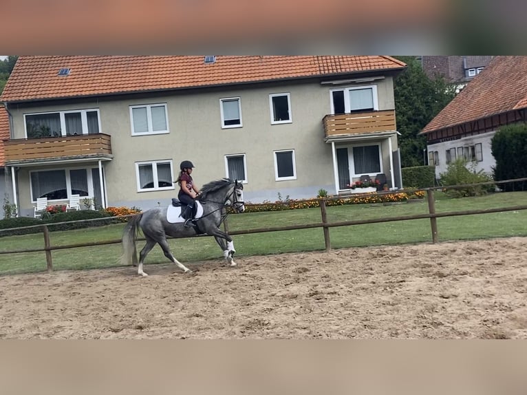 German Riding Pony Mare 7 years 14,1 hh Gray-Dapple in Alfeld (Leine)