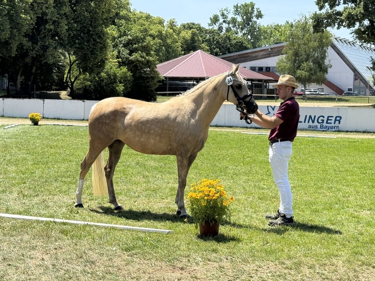 German Riding Pony Mare 7 years 14.1 hh Palomino in Neunburg vorm Wald
