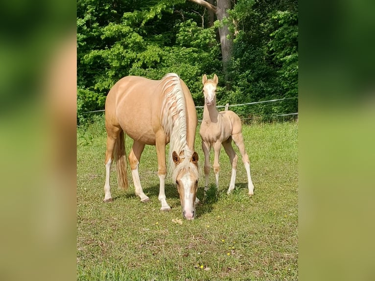 German Riding Pony Mare 7 years 14.1 hh Palomino in Soest