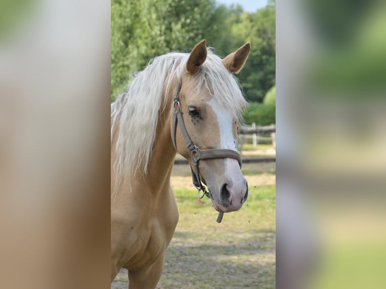 German Riding Pony Mare 7 years 14.1 hh Palomino in Soest