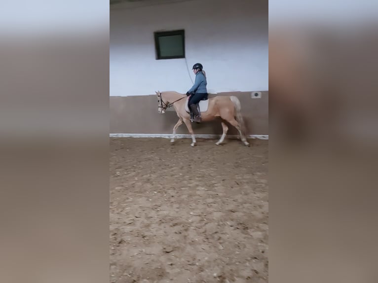 German Riding Pony Mare 7 years 14.1 hh Palomino in Soest