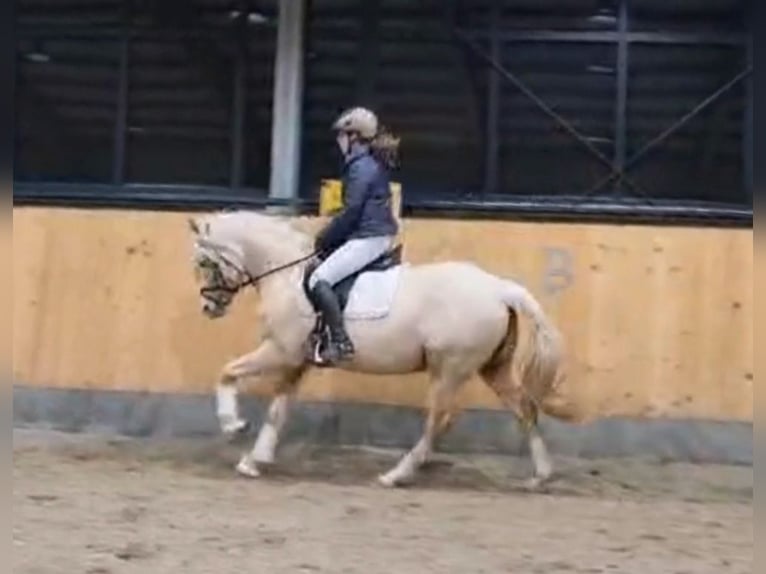 German Riding Pony Mare 7 years 14,1 hh Palomino in Stuhr