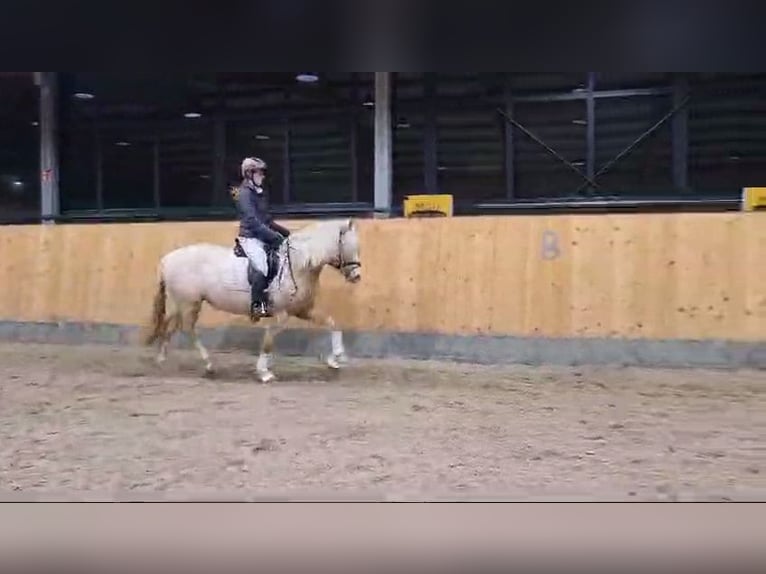 German Riding Pony Mare 7 years 14,1 hh Palomino in Stuhr