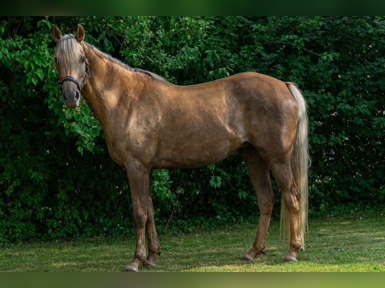 German Riding Pony Mare 7 years 14.1 hh Palomino in Bebra