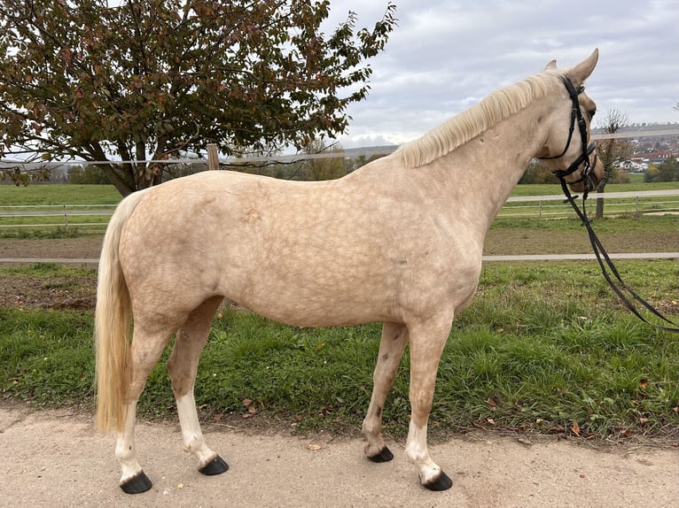 German Riding Pony Mare 7 years 14,1 hh Palomino in Bubenheim