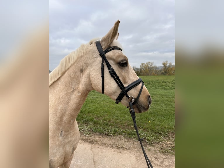 German Riding Pony Mare 7 years 14,1 hh Palomino in Bubenheim