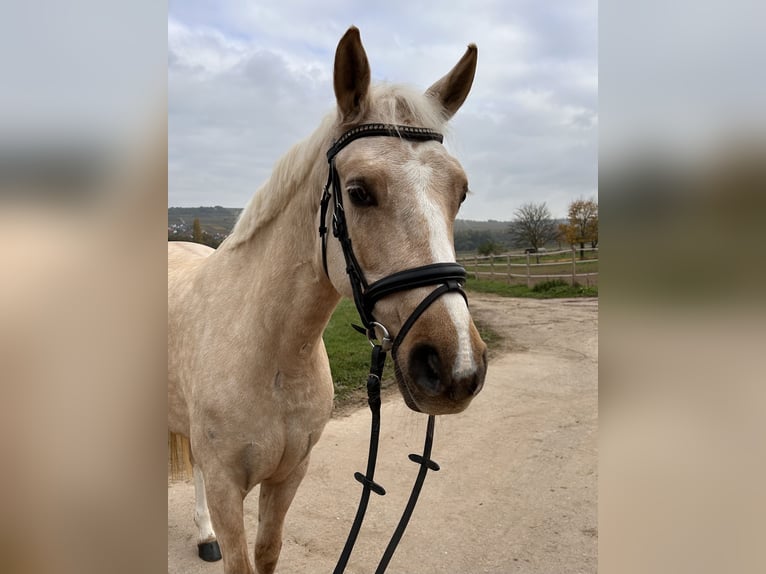 German Riding Pony Mare 7 years 14,1 hh Palomino in Bubenheim