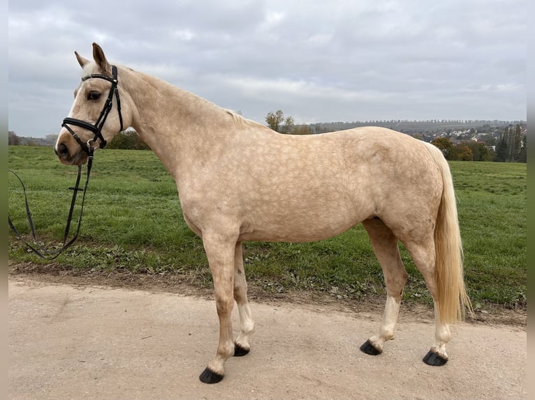 German Riding Pony Mare 7 years 14,1 hh Palomino in Bubenheim