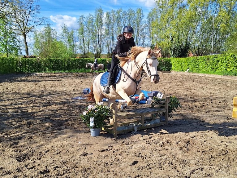 German Riding Pony Mix Mare 7 years 14,1 hh Perlino in Peizegem