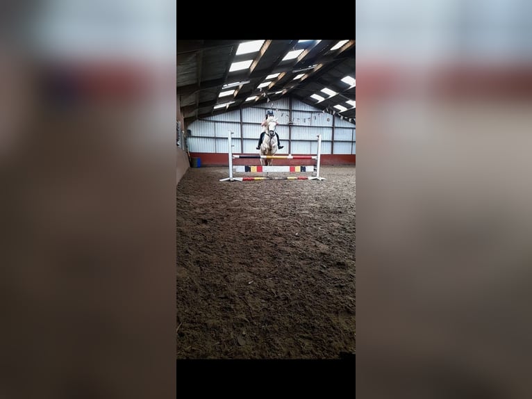 German Riding Pony Mix Mare 7 years 14,1 hh Perlino in Peizegem