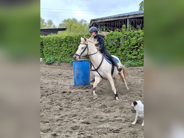 German Riding Pony Mix Mare 7 years 14,1 hh Perlino in Peizegem