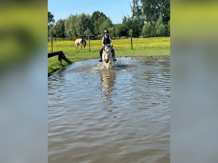 German Riding Pony Mix Mare 7 years 14,1 hh Perlino in Peizegem