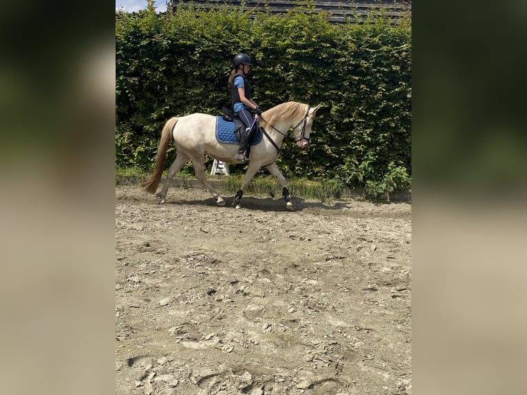 German Riding Pony Mix Mare 7 years 14,1 hh Perlino in Peizegem