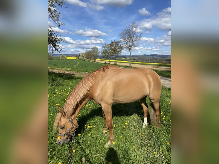 German Riding Pony Mare 7 years 14.1 hh Red Dun in Badbergen