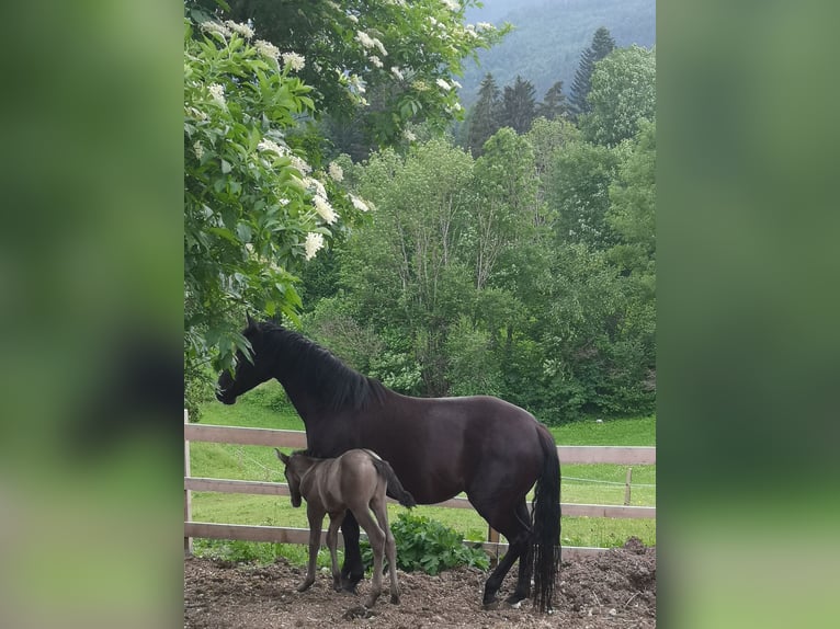 German Riding Pony Mare 7 years 14,2 hh Black in Bad Mitterndorf