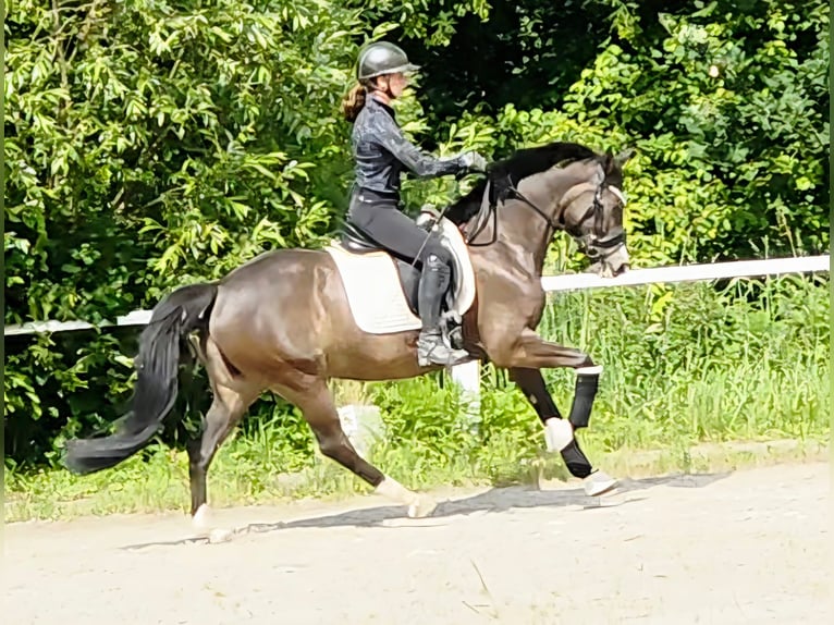 German Riding Pony Mare 7 years 14.2 hh Brown in Ruppichteroth