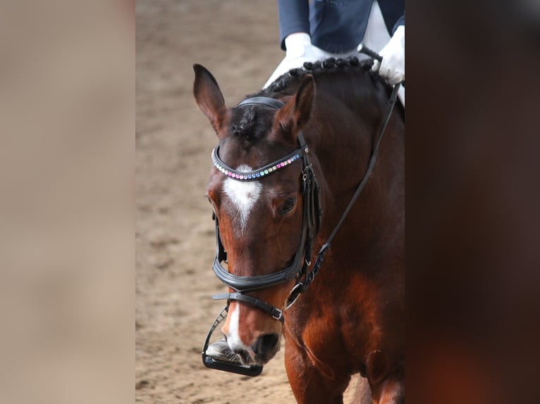 German Riding Pony Mare 7 years 14.2 hh Brown in Nehms