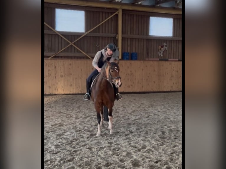 German Riding Pony Mix Mare 7 years 14.2 hh Brown in Burghaun