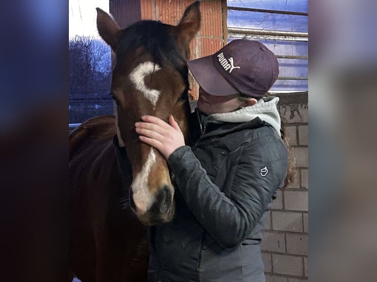 German Riding Pony Mix Mare 7 years 14.2 hh Brown in Burghaun