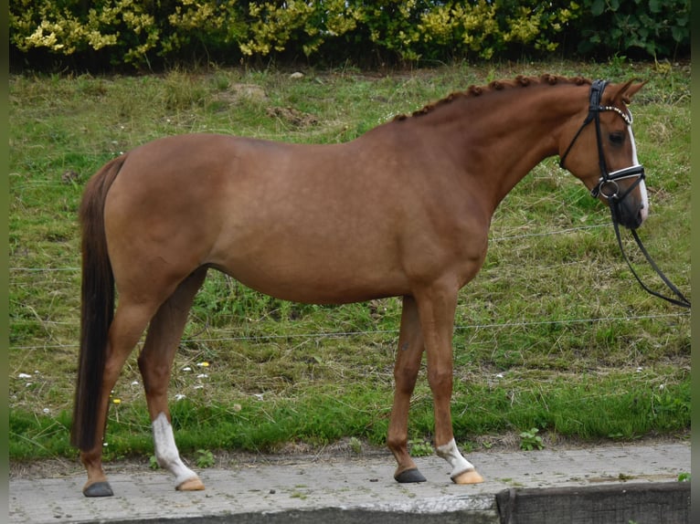 German Riding Pony Mare 7 years 14.2 hh Chestnut-Red in Fürstenau