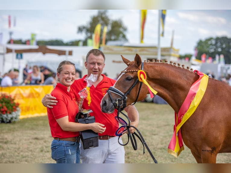German Riding Pony Mare 7 years 14.2 hh Chestnut-Red in Cappeln