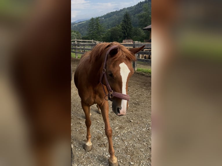 German Riding Pony Mare 7 years 14.2 hh Chestnut-Red in Sankt Peter am Kammersberg