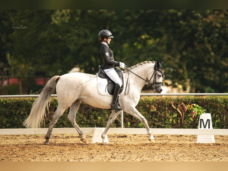 German Riding Pony Mare 7 years 14,2 hh Gray in Heinsberg