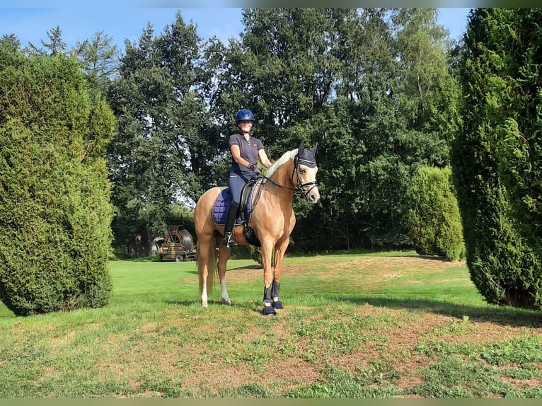 German Riding Pony Mare 7 years 14.2 hh Palomino in Stuhr