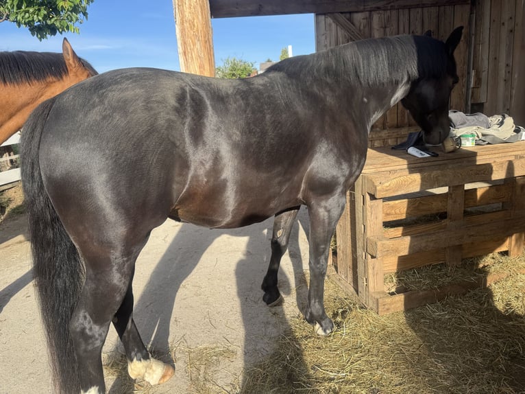 German Riding Pony Mix Mare 7 years 14.2 hh Smoky-Black in Villingen-Schwenningen