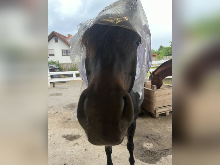 German Riding Pony Mix Mare 7 years 14.2 hh Smoky-Black in Villingen-Schwenningen