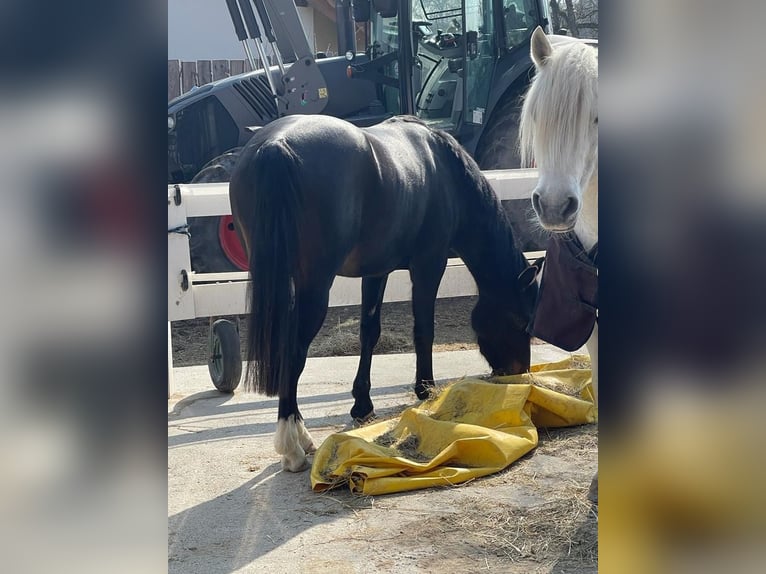 German Riding Pony Mix Mare 7 years 14.2 hh Smoky-Black in Villingen-Schwenningen