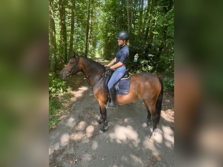 German Riding Pony Mare 7 years 14,3 hh Brown in Rastede