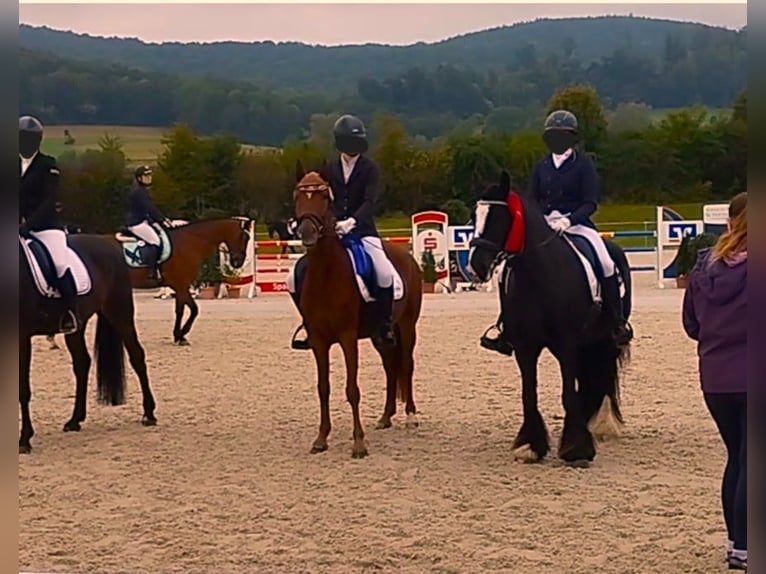 German Riding Pony Mare 7 years 14.3 hh Chestnut-Red in Springe