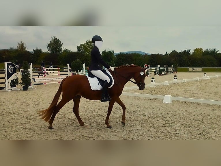 German Riding Pony Mare 7 years 14.3 hh Chestnut-Red in Springe