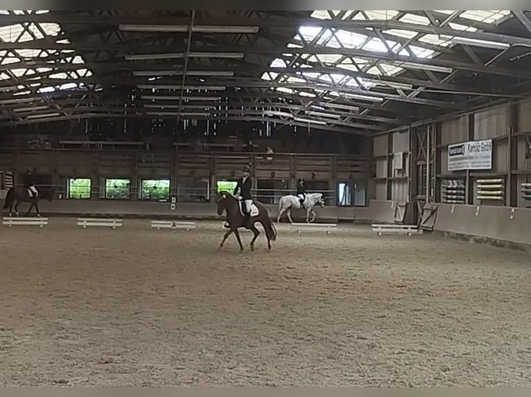 German Riding Pony Mare 7 years 14.3 hh Chestnut-Red in Springe