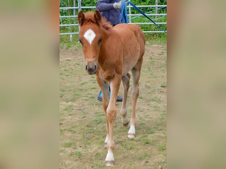 German Riding Pony Mare 7 years 14.3 hh Chestnut-Red in Springe