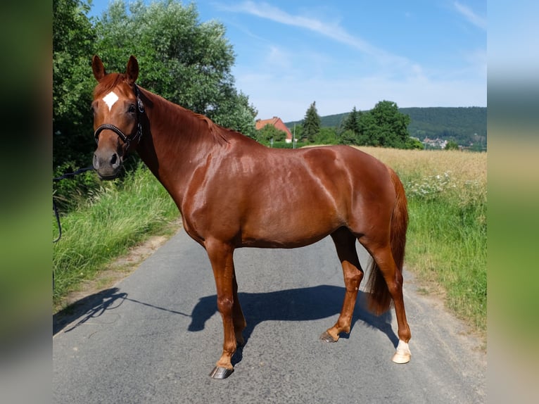 German Riding Pony Mare 7 years 14.3 hh Chestnut-Red in Springe