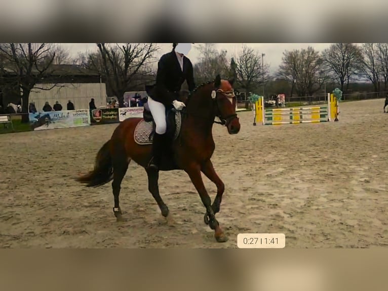 German Riding Pony Mare 7 years 14.3 hh Chestnut-Red in Springe