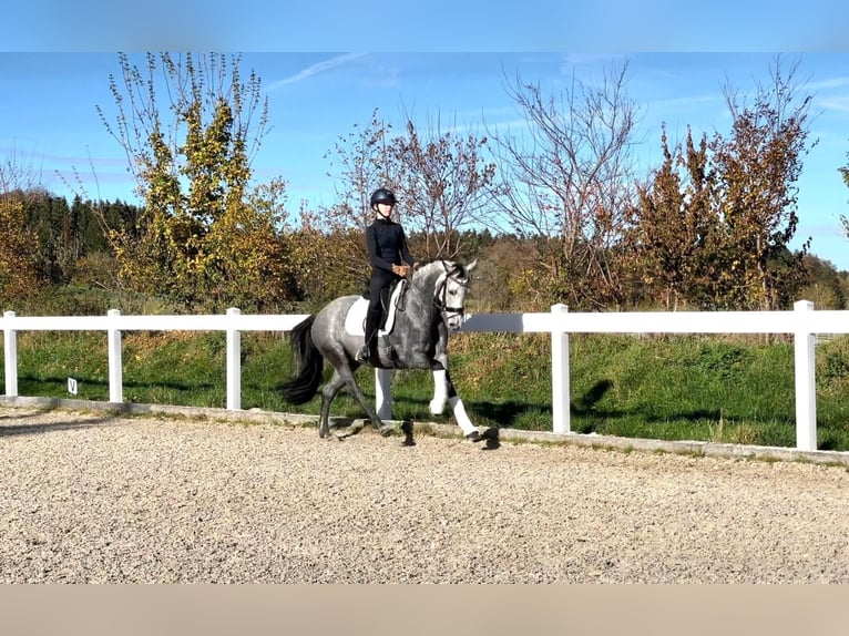 German Riding Pony Mare 7 years 14,3 hh Gray-Dark-Tan in Hohenstein