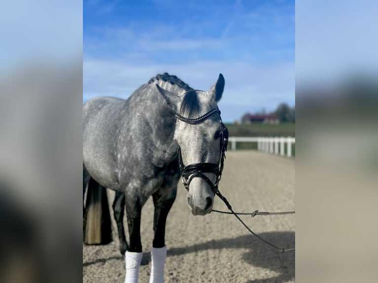 German Riding Pony Mare 7 years 14,3 hh Gray-Dark-Tan in Hohenstein