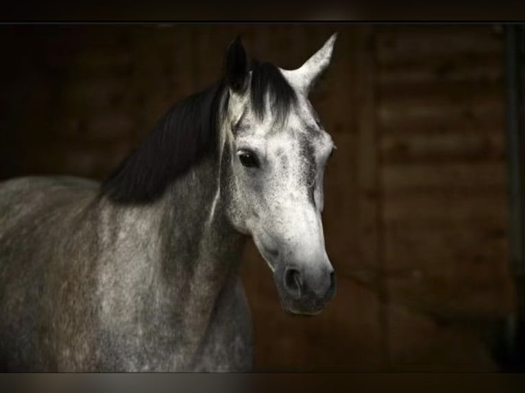 German Riding Pony Mare 7 years 14,3 hh Gray-Dark-Tan in Hohenstein