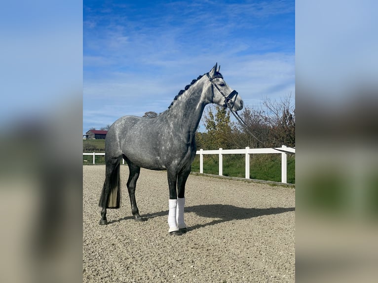 German Riding Pony Mare 7 years 14,3 hh Gray-Dark-Tan in Hohenstein