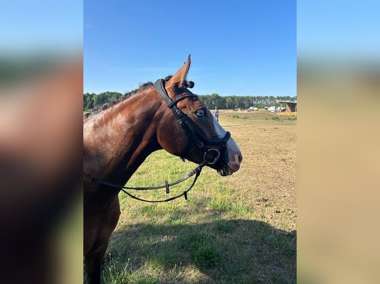 German Riding Pony Mare 7 years 14 hh Bay-Dark in Schwanebeck