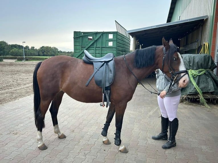 German Riding Pony Mare 7 years 14 hh Bay-Dark in Schwanebeck