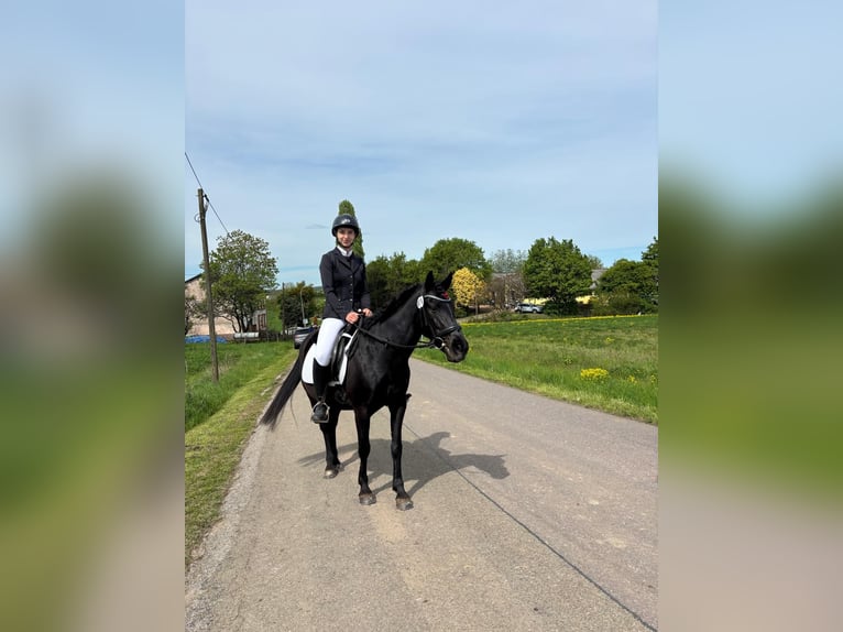 German Riding Pony Mix Mare 7 years 14 hh Black in Rehlingen-Siersburg