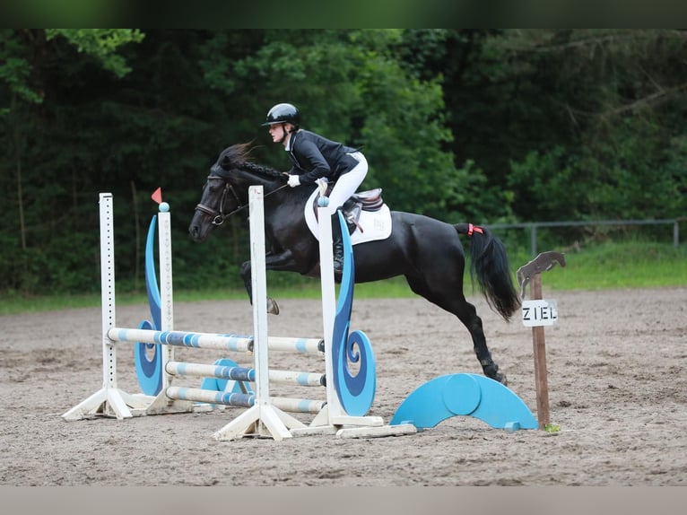 German Riding Pony Mix Mare 7 years 14 hh Black in Rehlingen-Siersburg