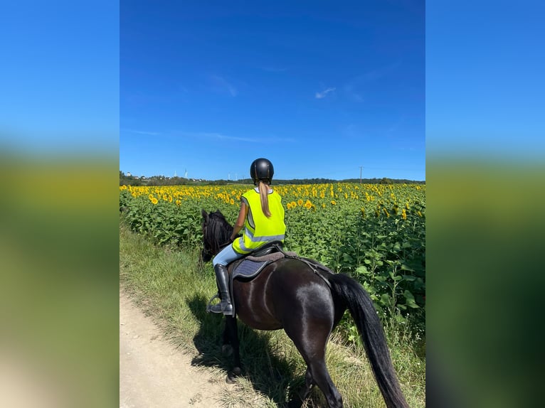 German Riding Pony Mix Mare 7 years 14 hh Black in Rehlingen-Siersburg