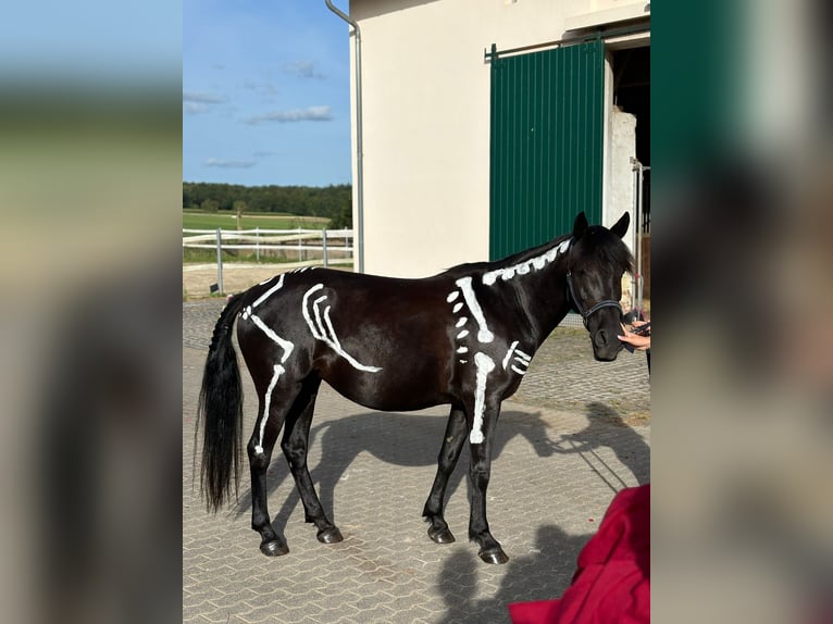 German Riding Pony Mix Mare 7 years 14 hh Black in Rehlingen-Siersburg