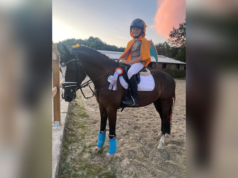 German Riding Pony Mare 7 years 14 hh Black in Schwelm