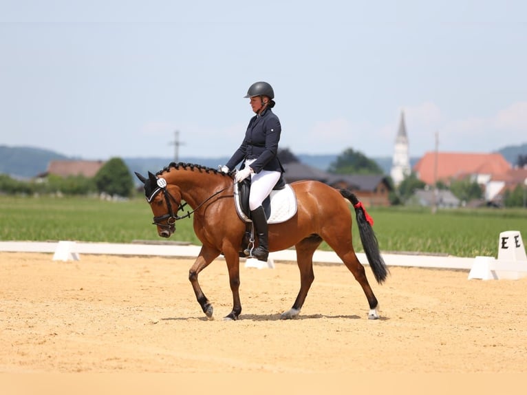 German Riding Pony Mare 7 years 14 hh Brown in Pfarrkirchen